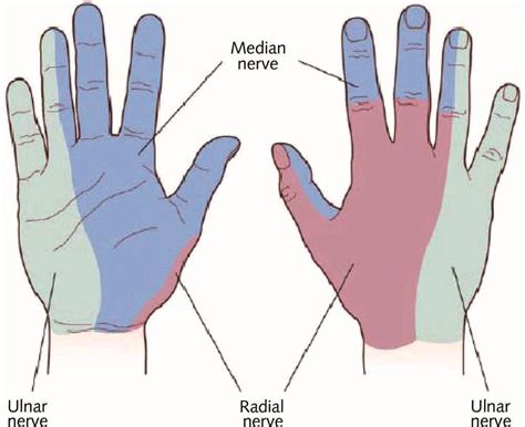 median nerve distribution